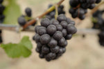 2020 Smokey Pinot Experiment (Family)